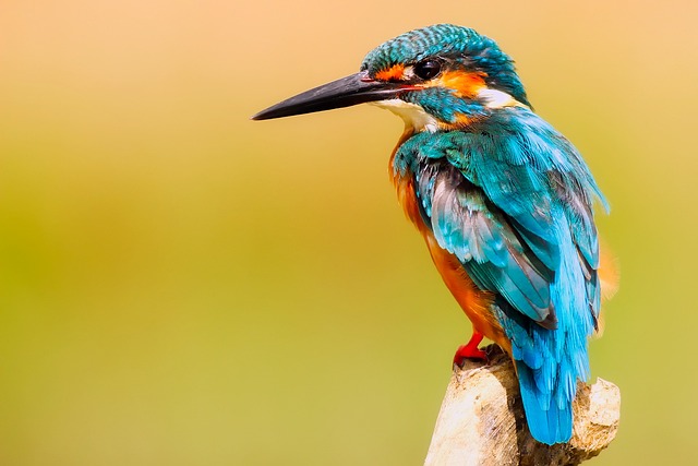 ¿Cuánto tiempo puede aguantar una tortuga bajo el agua? Descubre su increíble habilidad