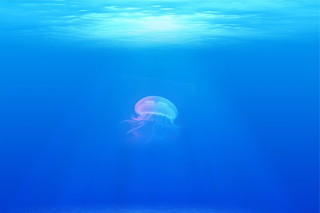 Descubre los fascinantes animales del mar que habitan en la arena
