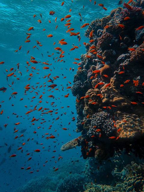 Diferencias entre apnea y buceo: ¿Cuál es la técnica más adecuada para ti?